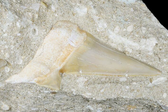 Otodus Shark Tooth Fossil in Rock - Eocene #174162